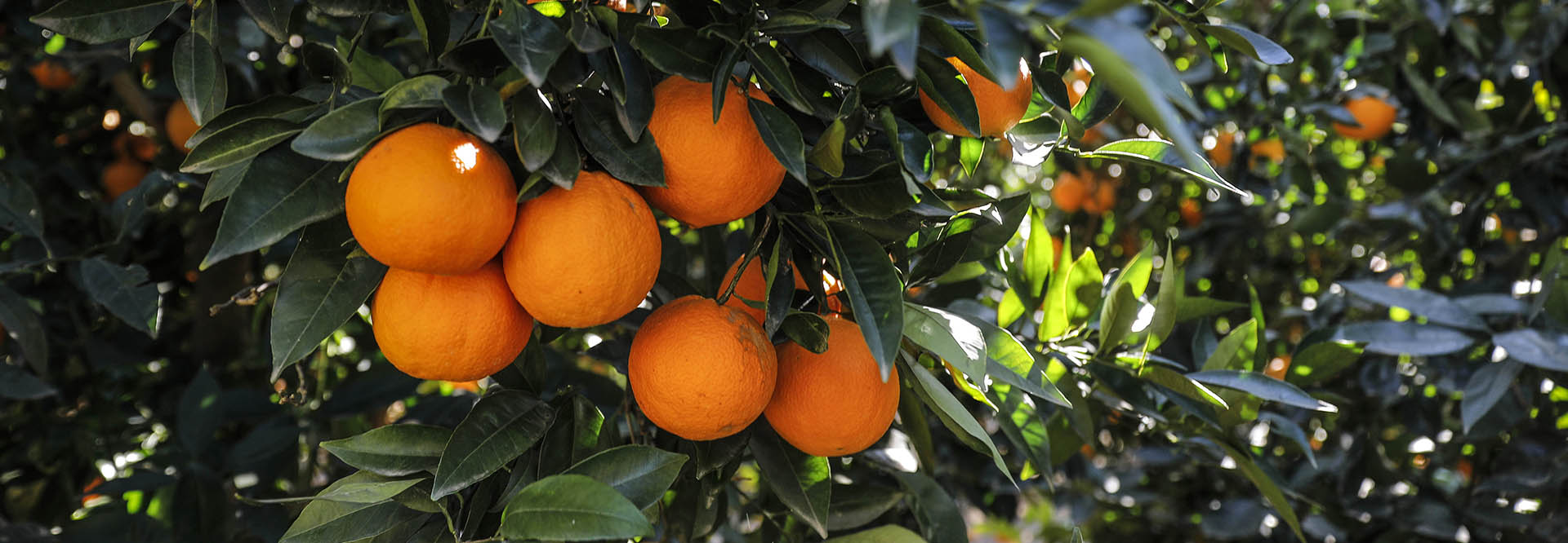 Calendario de variedades