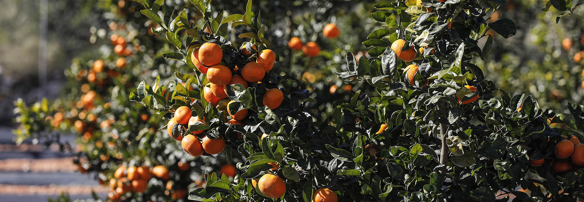 Calendario de variedades