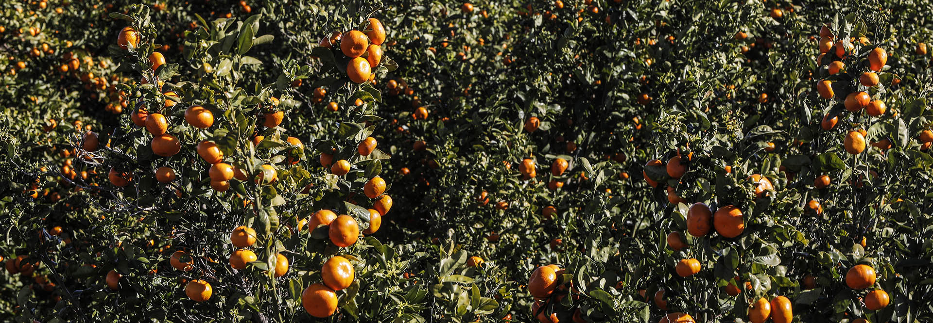 CALIDAD DE LA FRUTA<br><span>el buen hacer de nuestros agricultores</span>