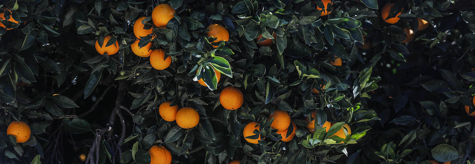 SOMOS AGRICULTORES<br><span>nuestros padres y abuelos eran agricultores</span>