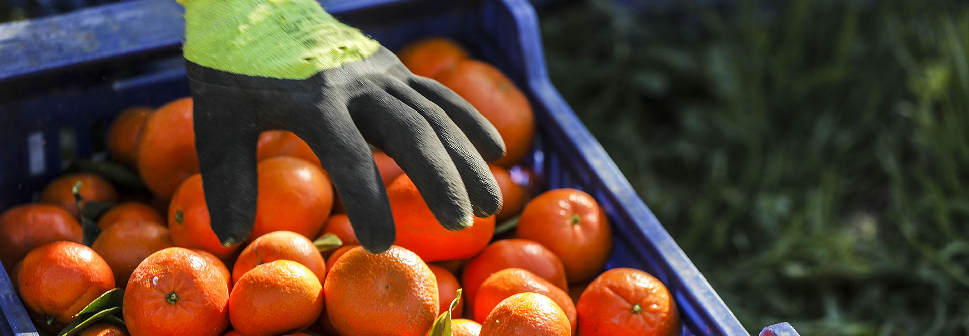 EXPECIALISTAS EN PRODUCCIÓN DE<BR><SPAN> naranjas y mandarinas de calidad</SPAN>